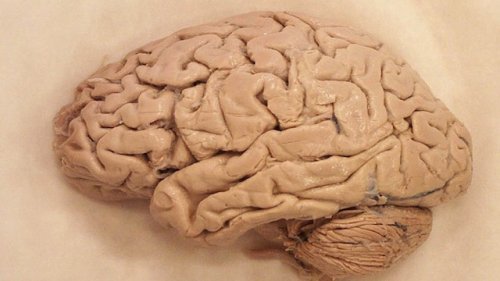 Модель головного мозга человека